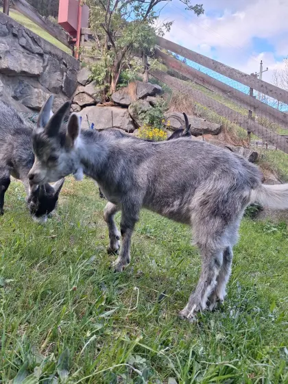 Ziegenbock