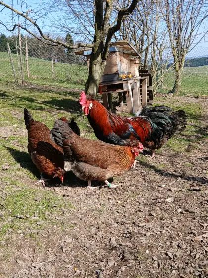 Altsteirer Hühner
