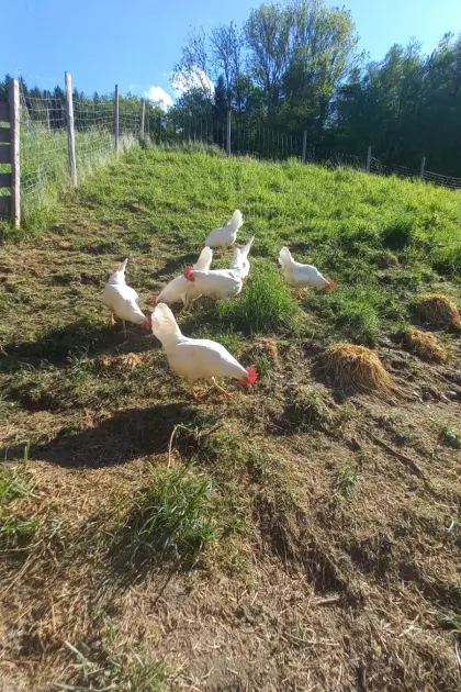 Weiße Legehennen zu verkaufen
