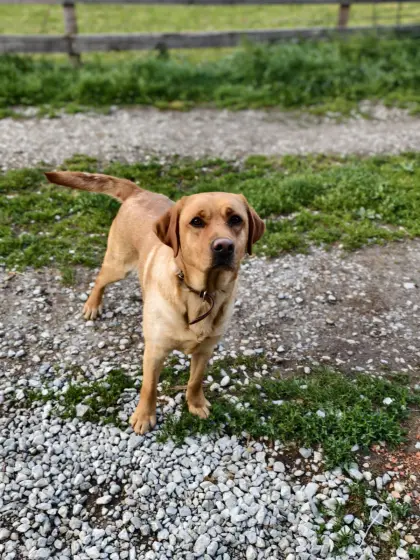 labrador mit Ahnentafel