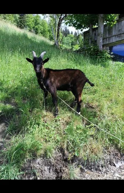 Ziegenbock