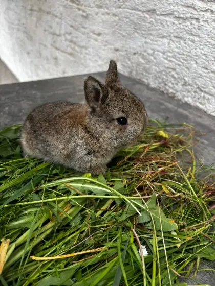 Zwergkaninchen