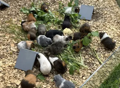 Meerschweinchen
