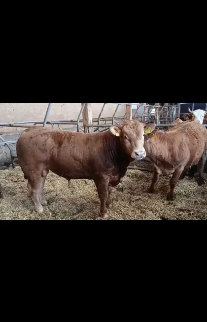 Gekörter Limousin Zuchtstier 18 Monate