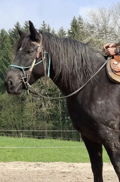 7-jährige Norikerstute Rappe