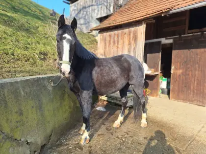 Schweres Warmblut