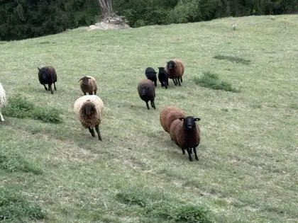 Bio-Schafherde