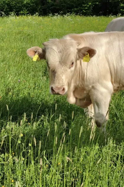 Kärntner Blondvieh Einsteller, Zuchtstier