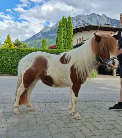 Shetlandpony zu verkaufen