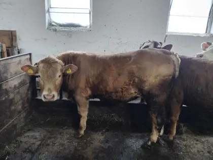 Stier