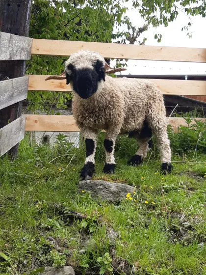 Walliser Schwarznasen-Widder
