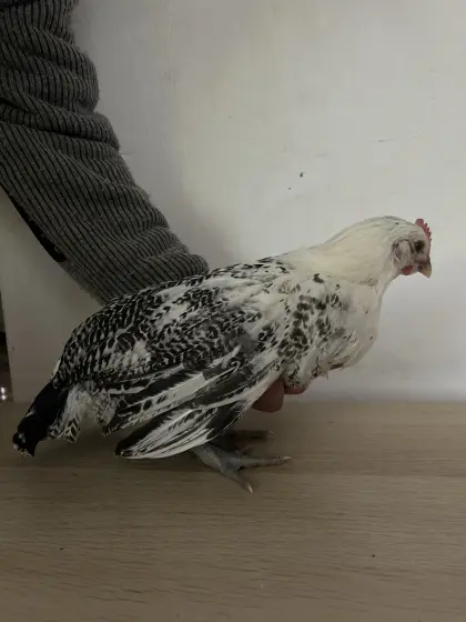 Ostfriesische Möwen Hahn