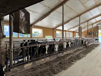 Holstein-Kalbinnen