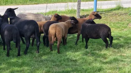 Jura-Weibchen