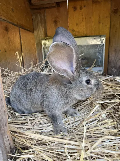 Deutsche Riesen Weibchen