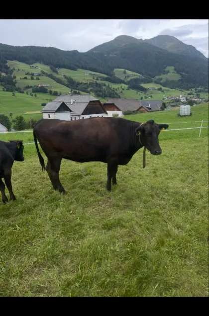Wagyu-Kuh