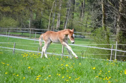 Quarter Pony Hengstfohlen