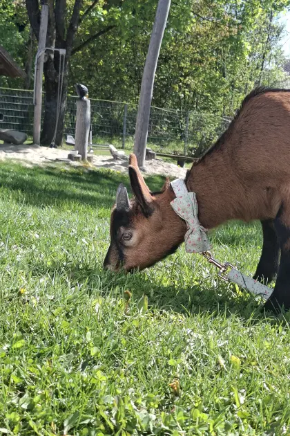 Ziegenbock gemsfarbige Gebirgsziege