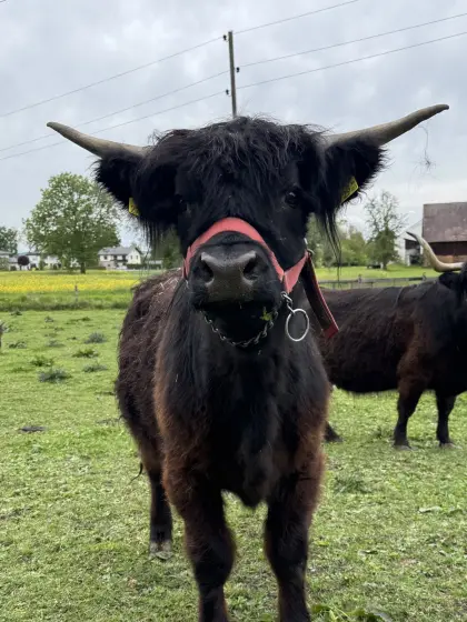 Hochlandrinder, Kalbin 1,5 Jahre, Absetzer weibl., schw.