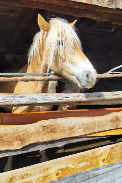 Haflinger-Stute