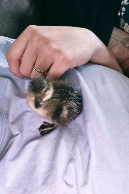 Tierischer Notfall