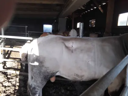 Charolais-Stier