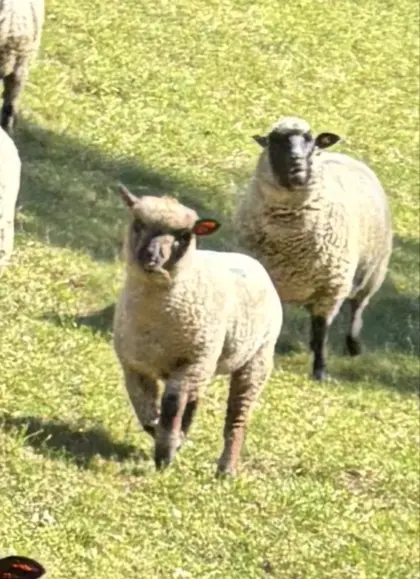 Shropshire Lamm