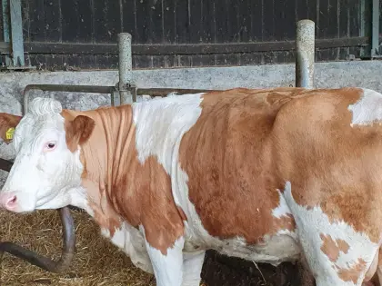 Verkaufe Mutterkuh mit Stierkalb