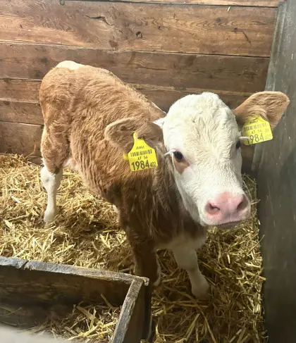 HB, FV Kalb, genetisch hornlos