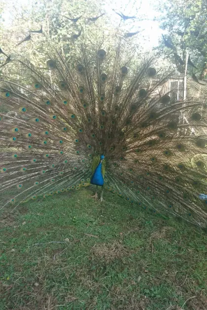 Pfau, männlich, 3-jährig