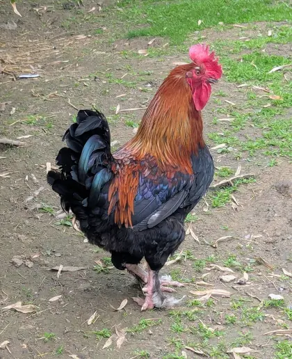 Marans