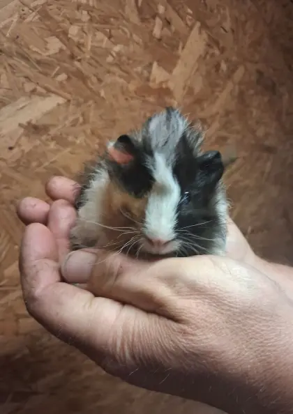 Junger Meerschweinchenbock sucht neues Zuhause