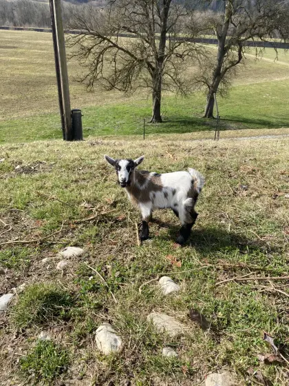 Zwergziegenbock „Timmy“