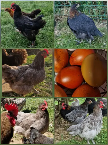1,2 Stamm Marans und Olivleger, Buntleger