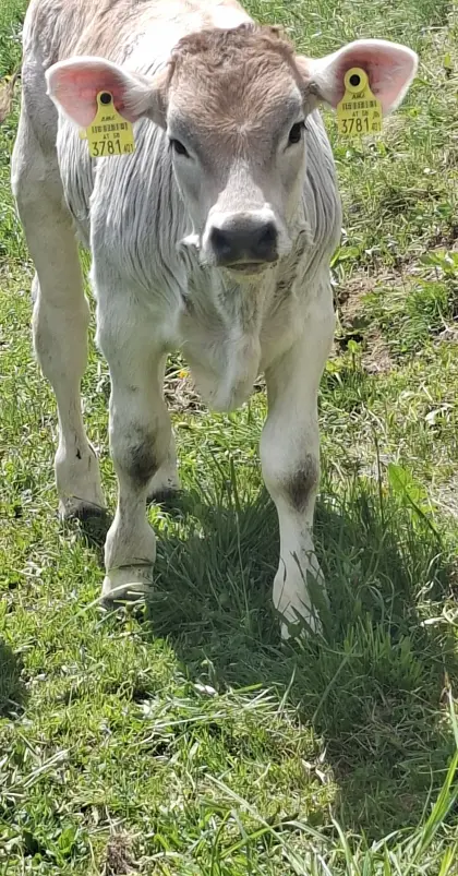Stierkalb