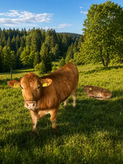 Bio-Limousin-Kuh mit Kalb