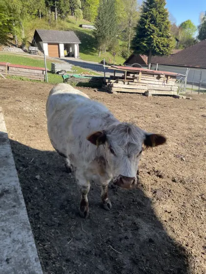 Verkaufe Galloway Kuh