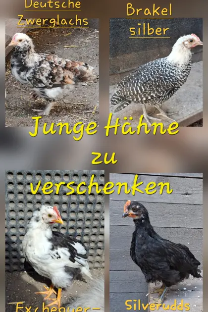 Hähne, Hahn zu verschenken