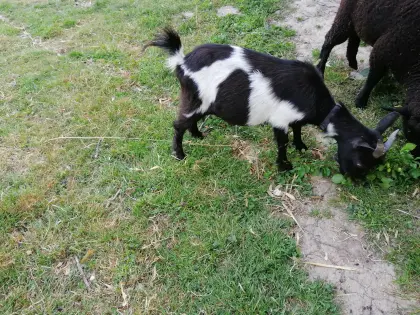 Zwergziege