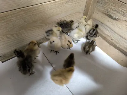 Zwergseidenhuhn Küken