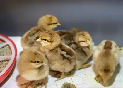 Küken Bielefelder Kennhuhn Hennen und Hähne