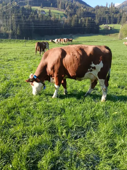 Verkaufe Bio-Fleckvieh-Jungkuh in Milch