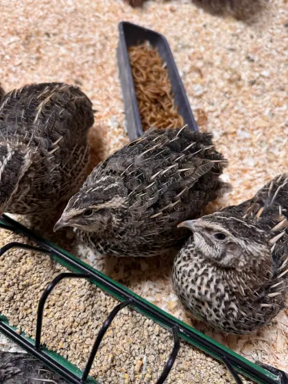 Japanische Legewachteln (Coturnix japonica)