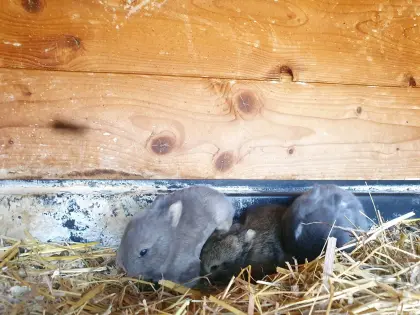 Kaninchen
