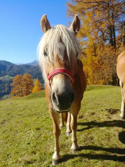 Haflinger Stute