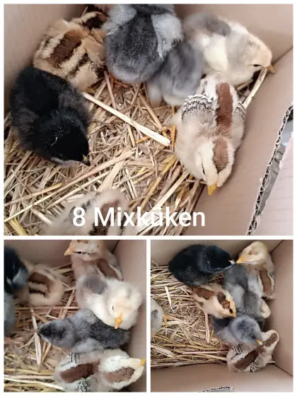 Mixküken