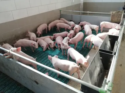 Ferkelaufzuchtstall komplett mit Kunststoff/Edelstahl