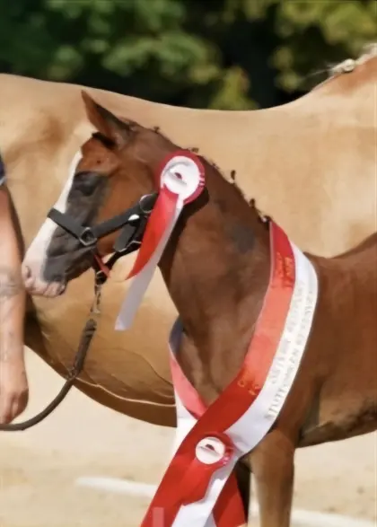Österreichisches Reitponystutfohlen Kohlfuchs