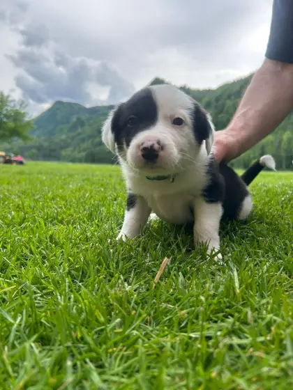 Border Collie, Appenzeller Welpen zu vergeben