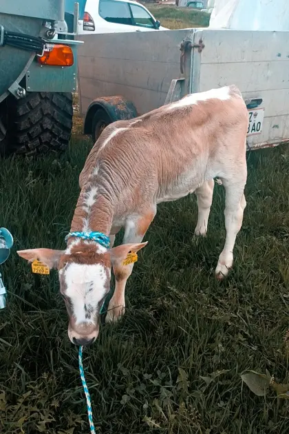 Blüm Kalb